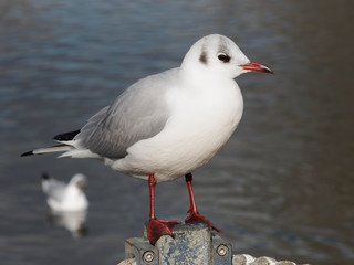 Chroicocephalus ridibundus - Gros plan sur une mouette rieuse adulte pos&eacute;e au bord de l'eau