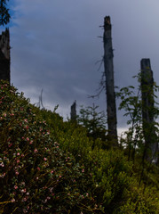 Fototapeta premium Šumava national park