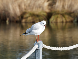 Chroicocephalus ridibundus - Mouette rieuse adulte posée au bord de l'eau