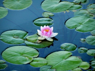 Nenúfar de color rosa flotando en un lago azul