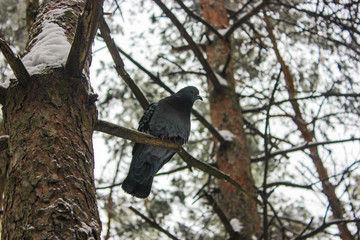 a lone dove sits on a branch in winter