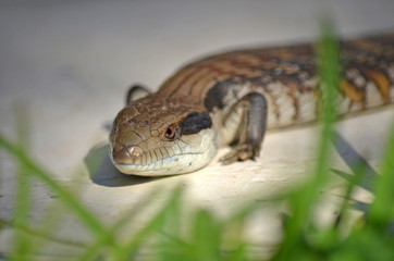 Australian native Blue Tongue Lizard, Tiliqua scincoides, behind green grass. Common visitor to gardens and backyards of Sydney, Australia.