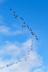 Cranes migration on the blue sky