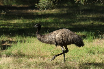 Emu in australia is a flightless big bird photographed in natural environment in southern australia