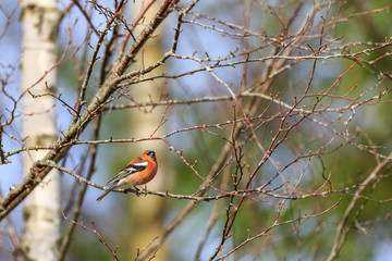 Chaffinch sitting on a tree branch in spring
