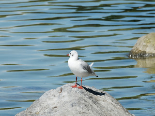 Chroicocephalus ridibundus - Mouette rieuse adulte posée sur un rocher