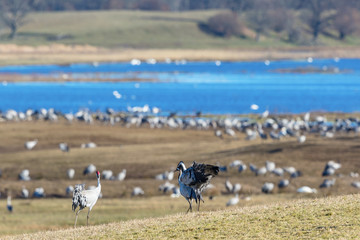 Cranes at a wetland in spring