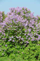 Flieder am Wegesrand