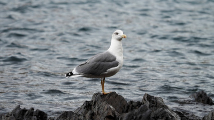 Chroicocephalus ridibundus - Mouette rieuse adulte au plumage blanc d'hiver posée sur un rocher