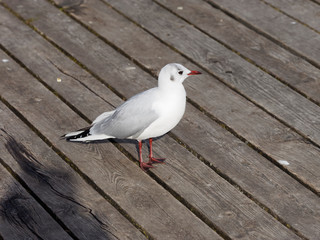 Chroicocephalus ridibundus - Mouette rieuse adulte posée au plumage blanc d'hiver avec une tâche noire sur derrière l'oeil 