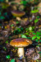  Champignon 