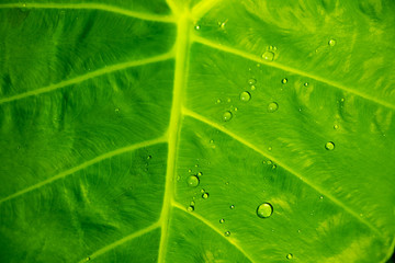 Green taro leaves