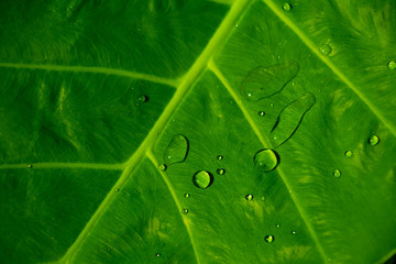 Green taro leaves