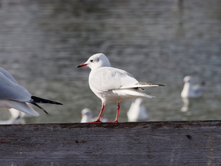 Chroicocephalus ridibundus - Mouette rieuse adulte posée sur un banc au plumage blanc d'hiver avec une tâche noire sur derrière l'oeil 