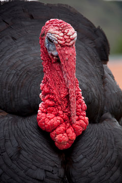 Pavo negro o guajolote