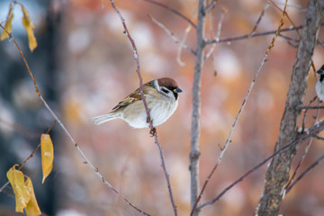 sparrow on branch of tree