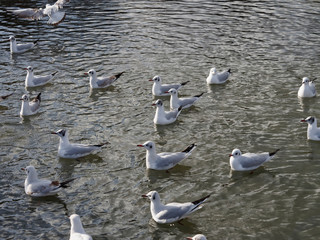 Chroicocephalus ridibundus - Colonie de mouettes rieuses d'aspects différents sur l'eau