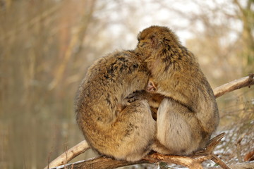 zwei Affen beschützen und wärmen ihr Junges