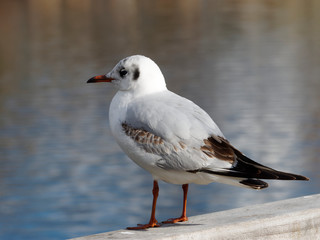 Chroicocephalus ridibundus - Gros plan sur uune mouette rieuse juvénile