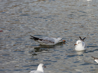 Chroicocephalus ridibundus - Mouette rieuse juvénile