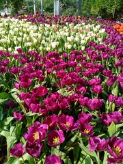 Tulip blooming volume 52225225