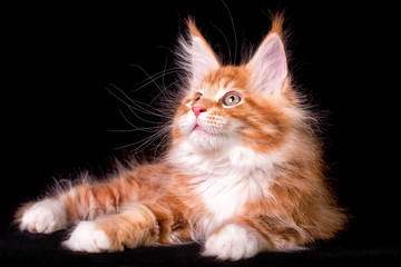 Nice cute maine coon kitten on black background in studio, isolated.