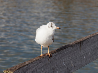  Chroicocephalus ridibundus - Moutte rieuse juvénile au plumage blanc et taché de brun aux extrêmités des ailes