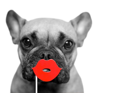 Black and white cute French Bulldog dog with selective red color kiss lips photo prop in front of white backgroundwith 