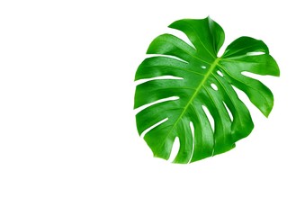 Green jungle monsters leaf on isolated white background, high angle view with copy space