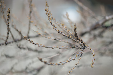 Gooseberry Bush with undisturbed leaves in early spring. The bare branches of a gooseberry. Horizontal photography