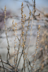 Gooseberry Bush with undisturbed leaves in early spring. The bare branches of a gooseberry. Vertical photography