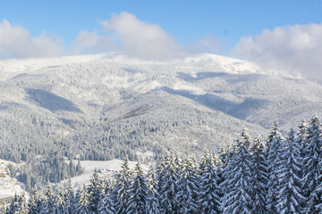 View of the Ukrainian Carpathians. Ski resort Bukovel. Snowy mountains. Spruce forest. Ski slopes for skiers and snowboarders. Winter sport. Chalet in a mountain village. Sunny frosty weather.