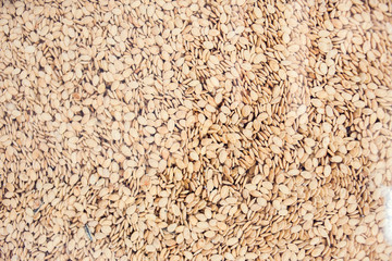 A row of shelled roasted pumpkin seeds background , natural , organic, healthy, nutrition and vegeterian snack dry food.