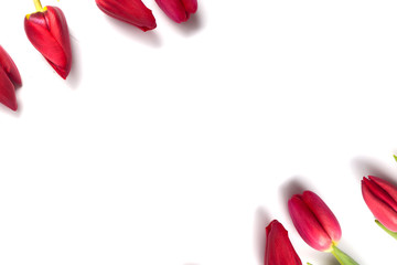 Red tulip on a white background. A bouquet of flowers as a gift for Valentine's Day or the eighth of March
