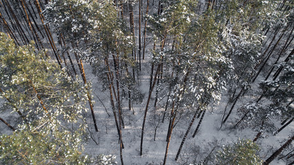 Aerial view of the pine forest in winter.