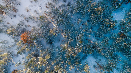 Aerial view of the pine forest in winter.