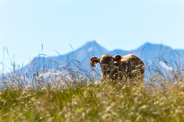 Cow in the mountains