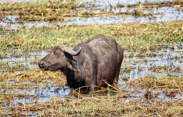 Obraz premium Water Buffalo