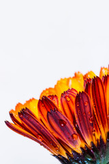red and yellow flower isolated on background