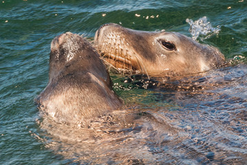 Pair Australian sea lion, Neophoca cinerea, in the ocean 