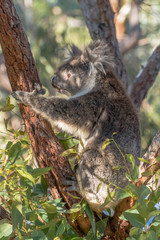 A very cute Koala, Phascolarctos cinereus, In  a eucalyptus tree  at Yanchep National Park in Western Australia. Yanchep has been home to a colony of koalas since 1938.