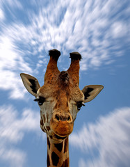 Rothschild giraffe, Giraffe Camelopardalis rothschildi,  This subspecies of Northern giraffe is endangered in the wild.   (Population decreasing)