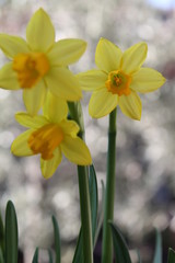 Fototapeta premium Narcisi bokeh