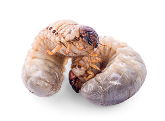 Image of grub worms, Coconut rhinoceros beetle (Oryctes rhinoceros), Larva on white background.