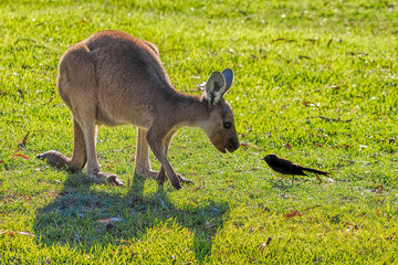 Western Grey Kangaroo (Macropus fuliginosus)