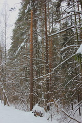 Winter pine forest. Cloudy cold day. Around a lot of snow.