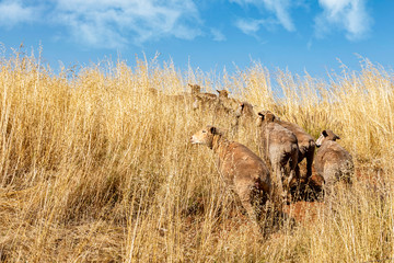 sheep grazing on farm pasture with long grass 