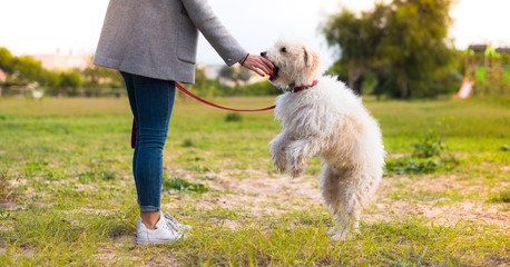 Young girl with her dog in a park