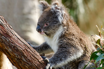 A very cute Koala, Phascolarctos cinereus, sleeps lying on branch of eucalyptus in Yanchep National Park in Western Australia. Yanchep has been home to a colony of koalas since 1938.