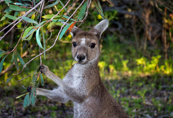 Western Grey Kangaroo (Macropus fuliginosus) © Imagevixen
